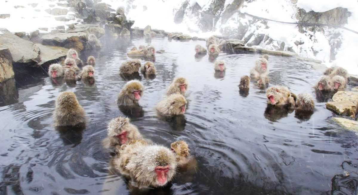 Парк обезьян Джигокудани (Jigokudani Monkey Park): снежные макаки и горячие источники Японии Парк обезьян Джигокудани (Jigokudani Monkey Park): снежные макаки и горячие источники Японии