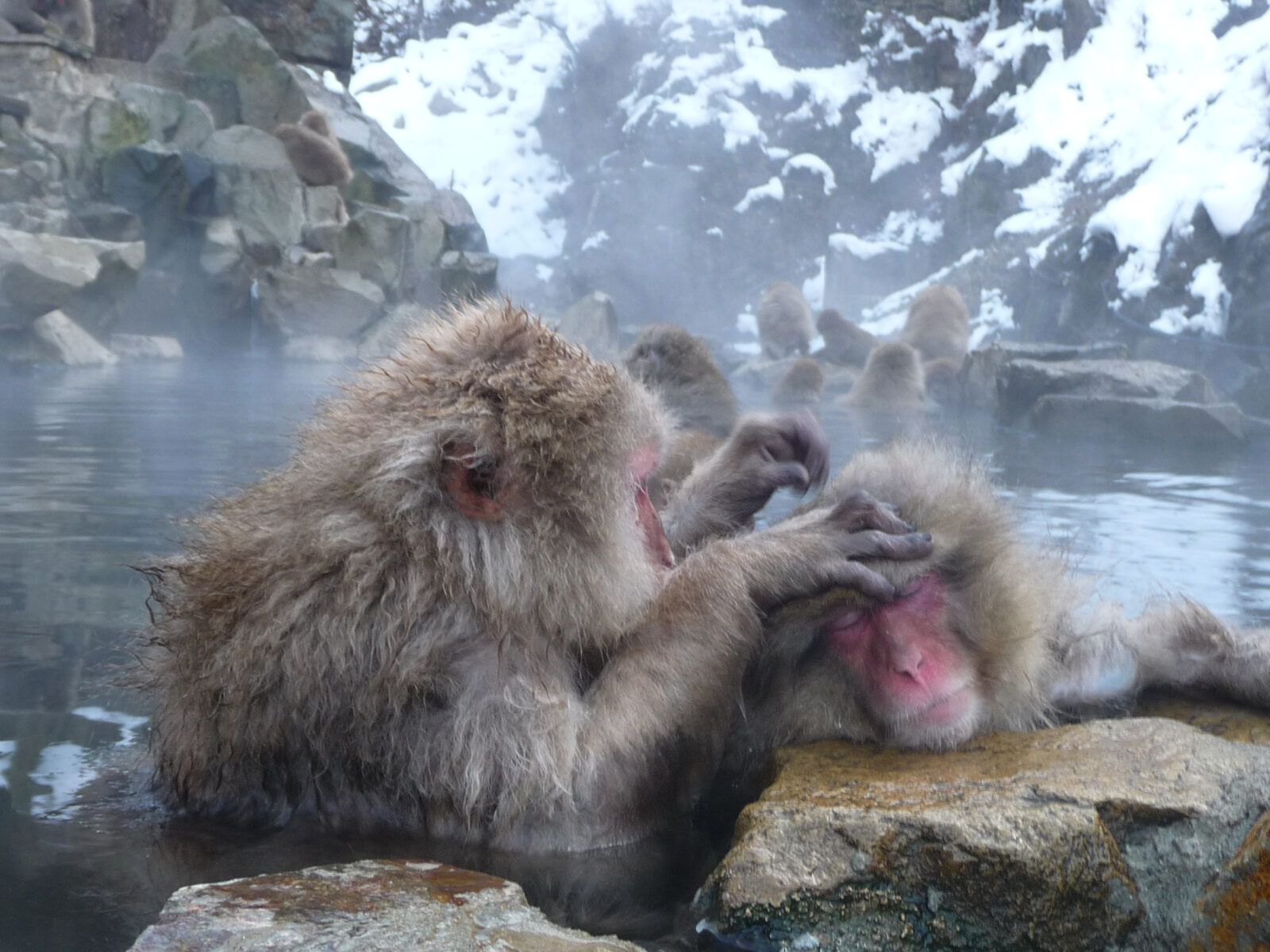 Парк обезьян Джигокудани (Jigokudani Monkey Park): снежные макаки и горячие источники Японии Парк обезьян Джигокудани (Jigokudani Monkey Park): снежные макаки и горячие источники Японии