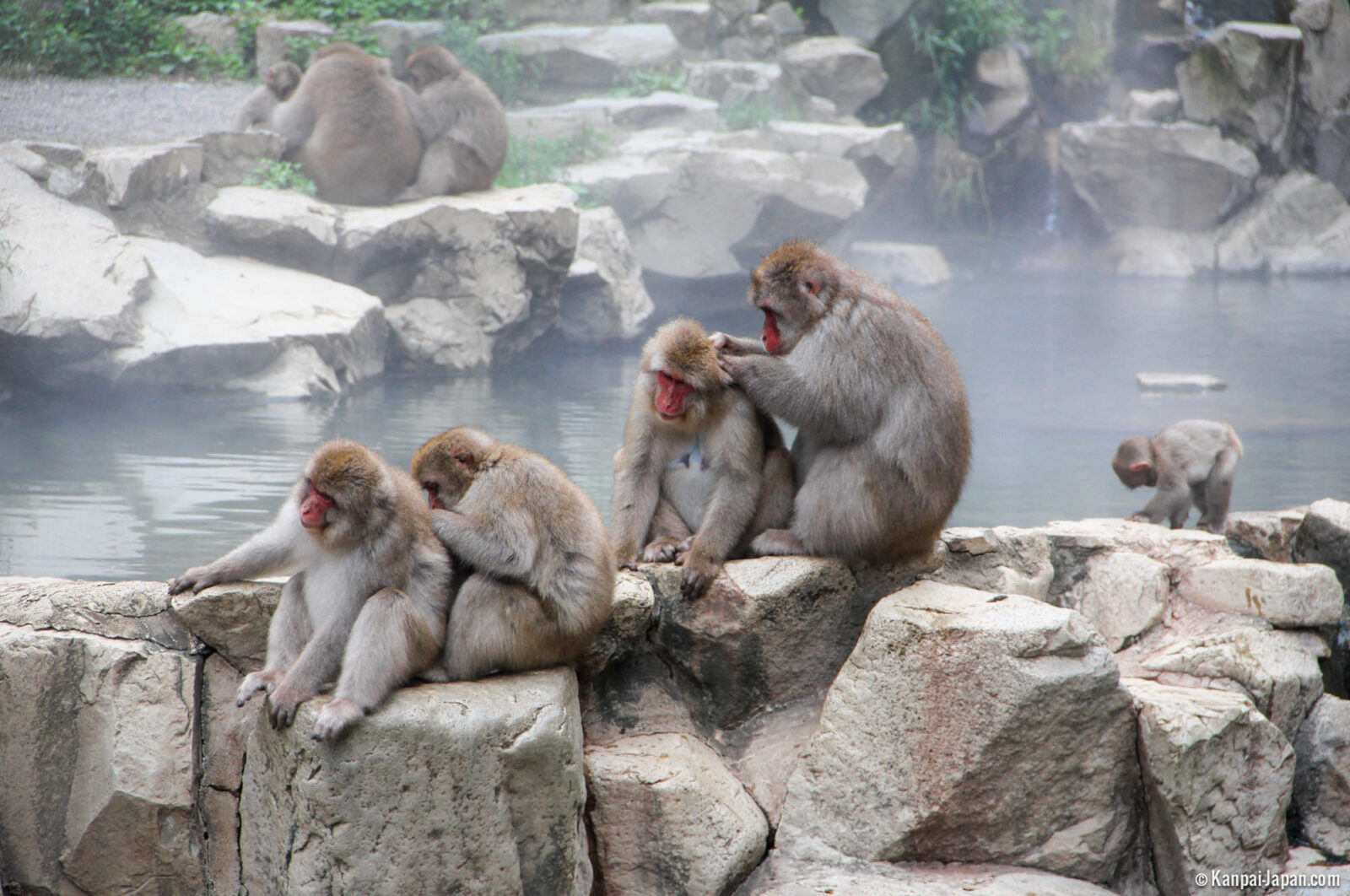 Парк обезьян Джигокудани (Jigokudani Monkey Park): снежные макаки и горячие источники Японии Парк обезьян Джигокудани (Jigokudani Monkey Park): снежные макаки и горячие источники Японии