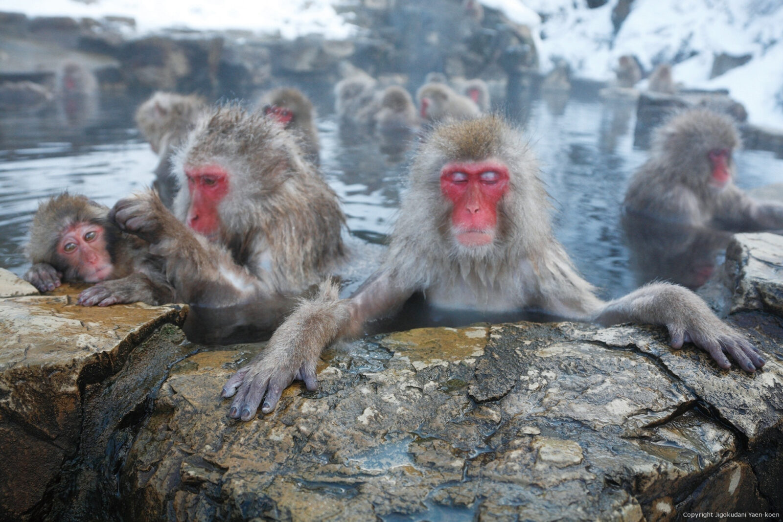 Парк обезьян Джигокудани (Jigokudani Monkey Park): снежные макаки и горячие источники Японии Парк обезьян Джигокудани (Jigokudani Monkey Park): снежные макаки и горячие источники Японии