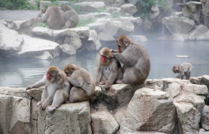 Парк обезьян Джигокудани (Jigokudani Monkey Park) — Япония | Место № 9 Парк обезьян Джигокудани (Jigokudani Monkey Park) — Япония | Место № 9