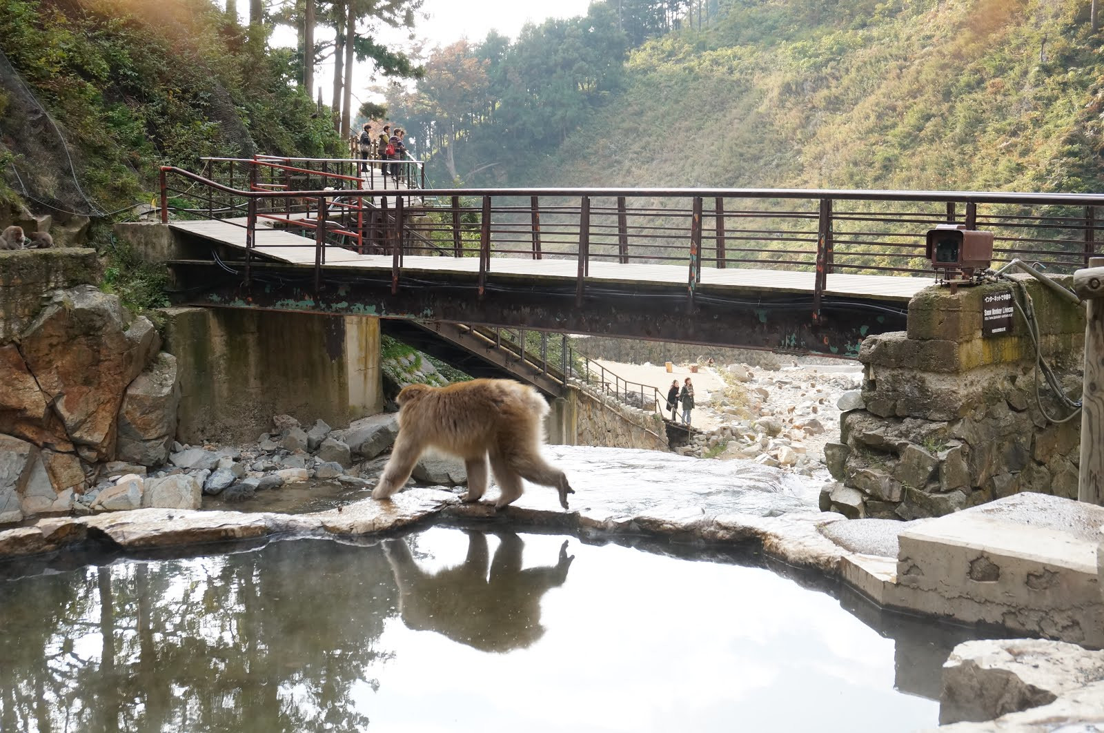 Парк обезьян Джигокудани (Jigokudani Monkey Park): снежные макаки и горячие источники Японии Парк обезьян Джигокудани (Jigokudani Monkey Park): снежные макаки и горячие источники Японии