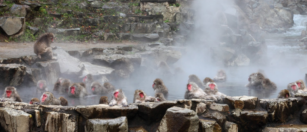 Парк обезьян Джигокудани (Jigokudani Monkey Park): снежные макаки и горячие источники Японии Парк обезьян Джигокудани (Jigokudani Monkey Park): снежные макаки и горячие источники Японии