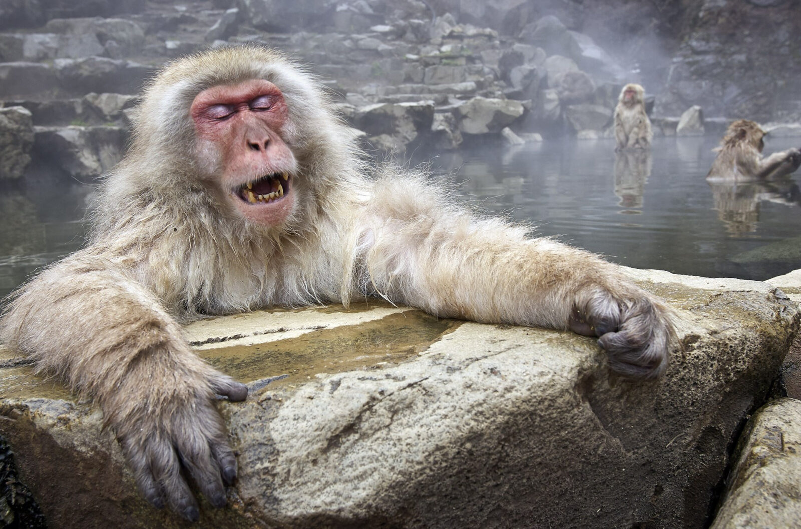 Парк обезьян Джигокудани (Jigokudani Monkey Park): снежные макаки и горячие источники Японии Парк обезьян Джигокудани (Jigokudani Monkey Park): снежные макаки и горячие источники Японии