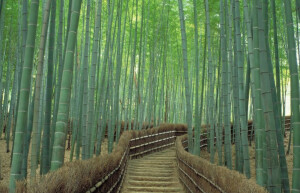 Бамбуковый лес Арасияма (Arashiyama) — Япония | Место № 13 Бамбуковый лес Арасияма (Arashiyama) — Япония | Место № 13